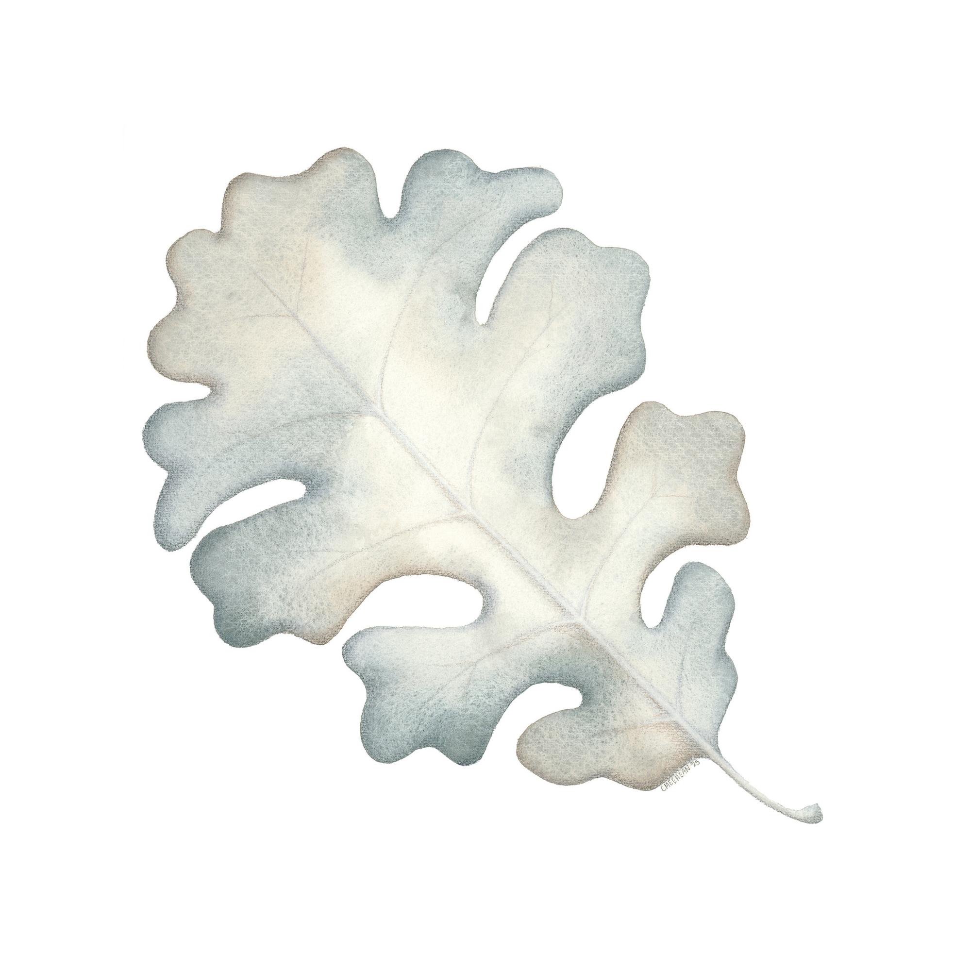 Decorative blue and light brown oak leaf watercolor painting on a white background