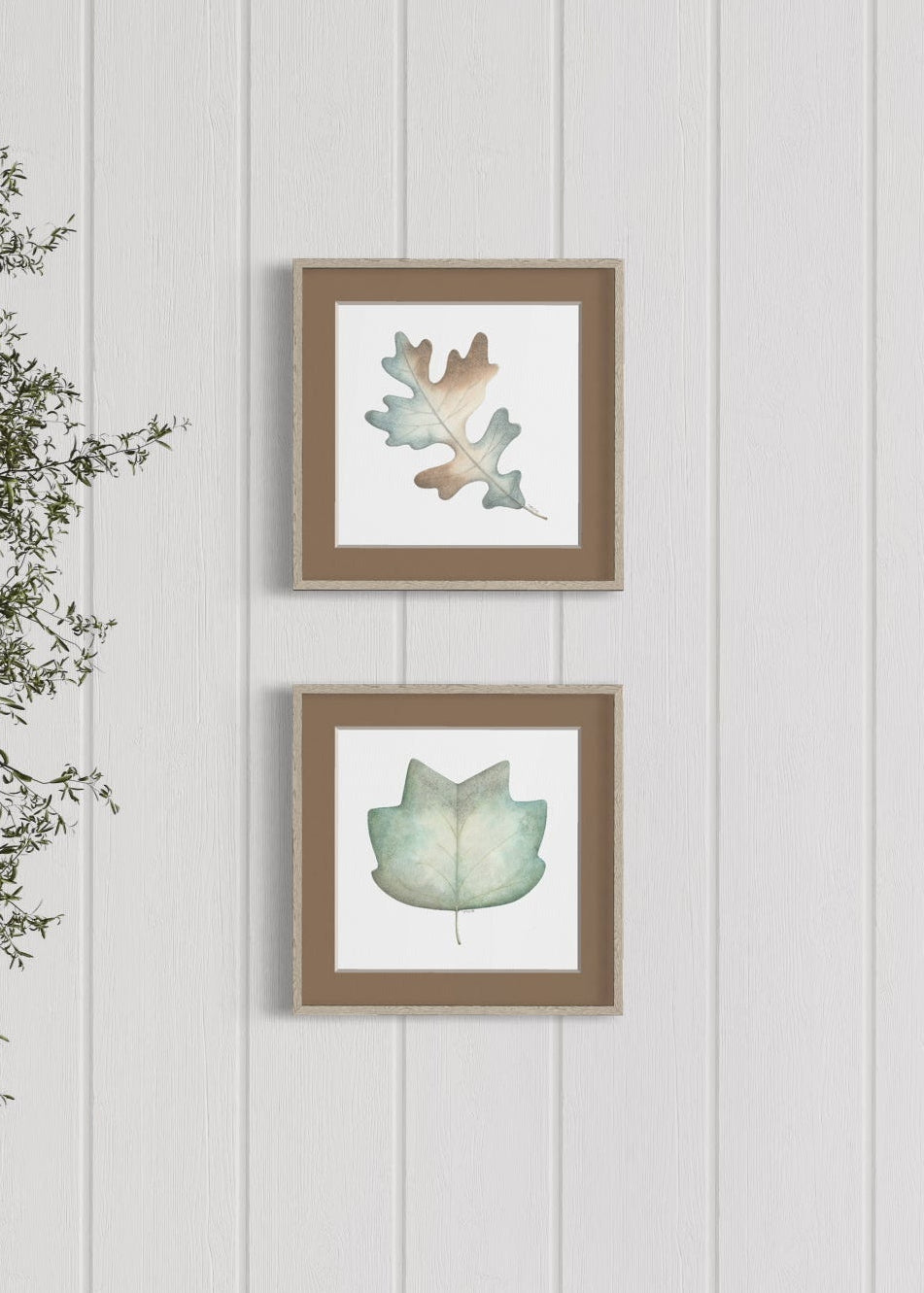 Two framed leaf prints on a white paneled wall with a plant to the left.