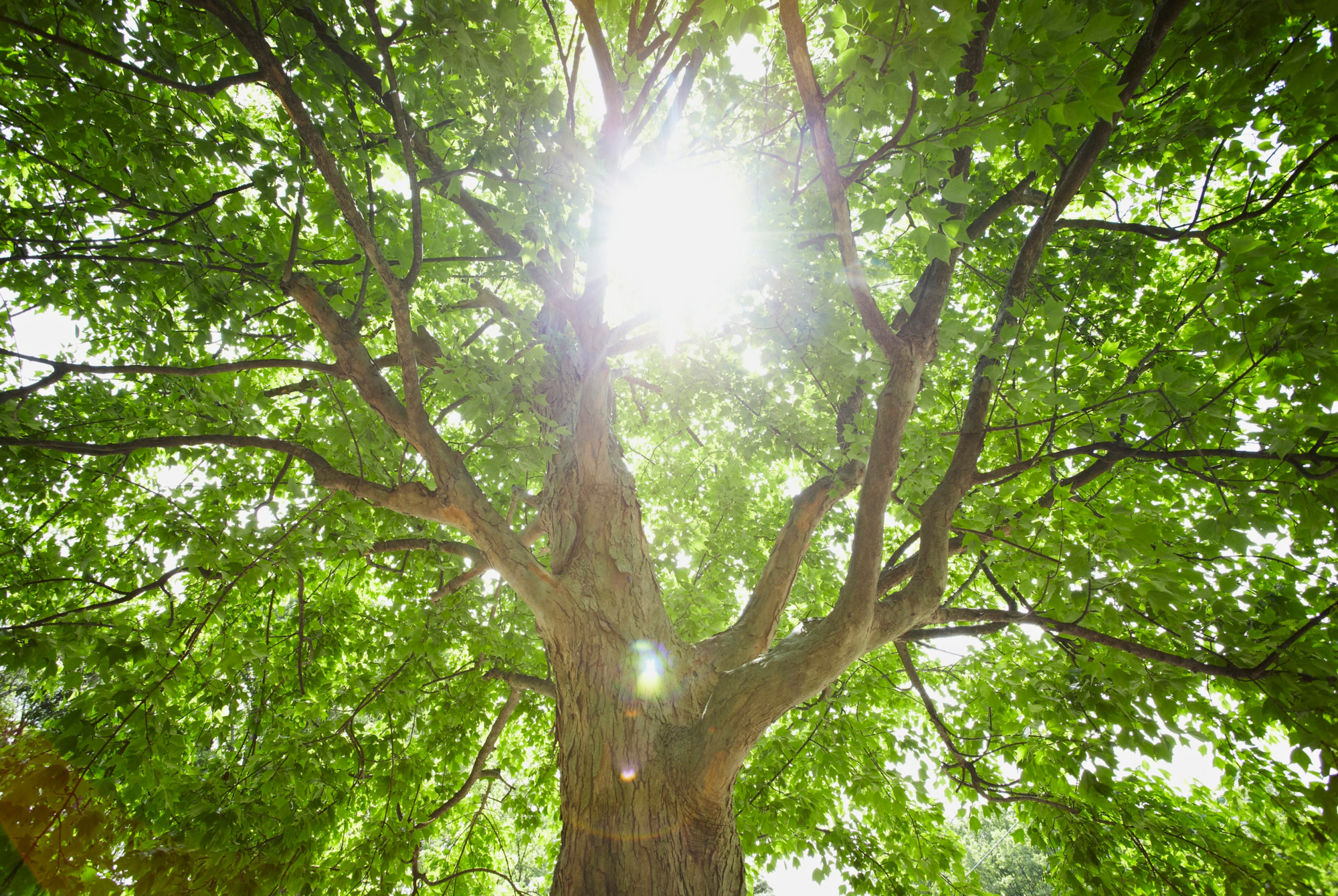 Sunlight filtering through the leaves of a large tree
