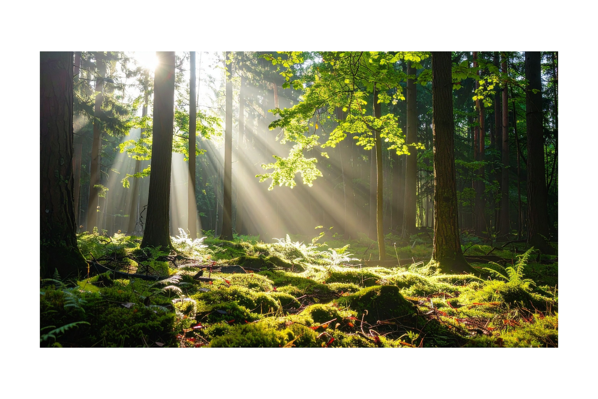 Sunlight filtering through trees in a forest with green grass and moss.