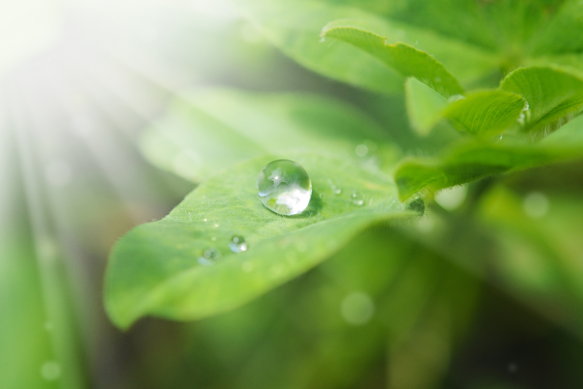 Close-up of a green leaf with water droplets on a blurred natural background