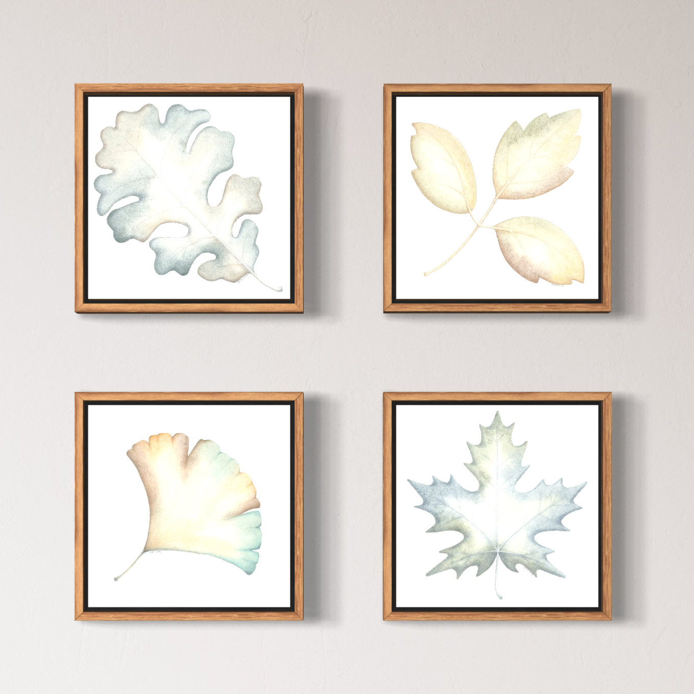 Four framed leaf prints on a wall